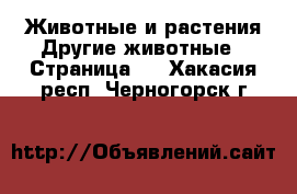 Животные и растения Другие животные - Страница 2 . Хакасия респ.,Черногорск г.